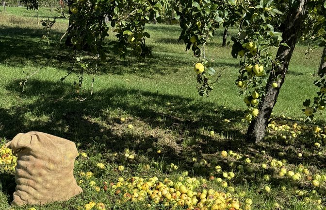 Auf ihrem Stückle in Sersheim hat Ellen Brstilo nochmal mit Äpfeln im Gras verdeutlicht, was dort gerade geschieht. Denn der selbst gemachte Apfelsaft nach der besagten Apfelernte sei „einfach lecker“.