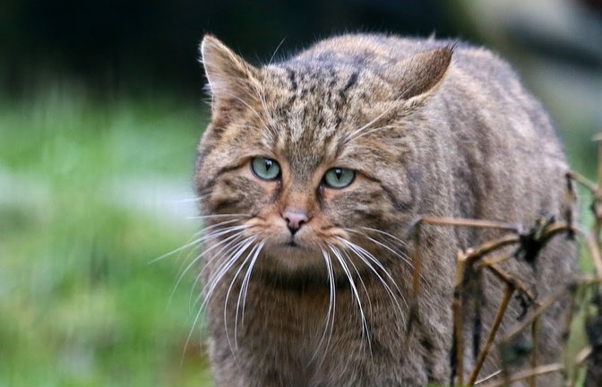 Die Wildkatze ist auch im Enzkreis wieder heimisch.  <span class='image-autor'>Foto: Enzkreis/ Andreas Roth</span>