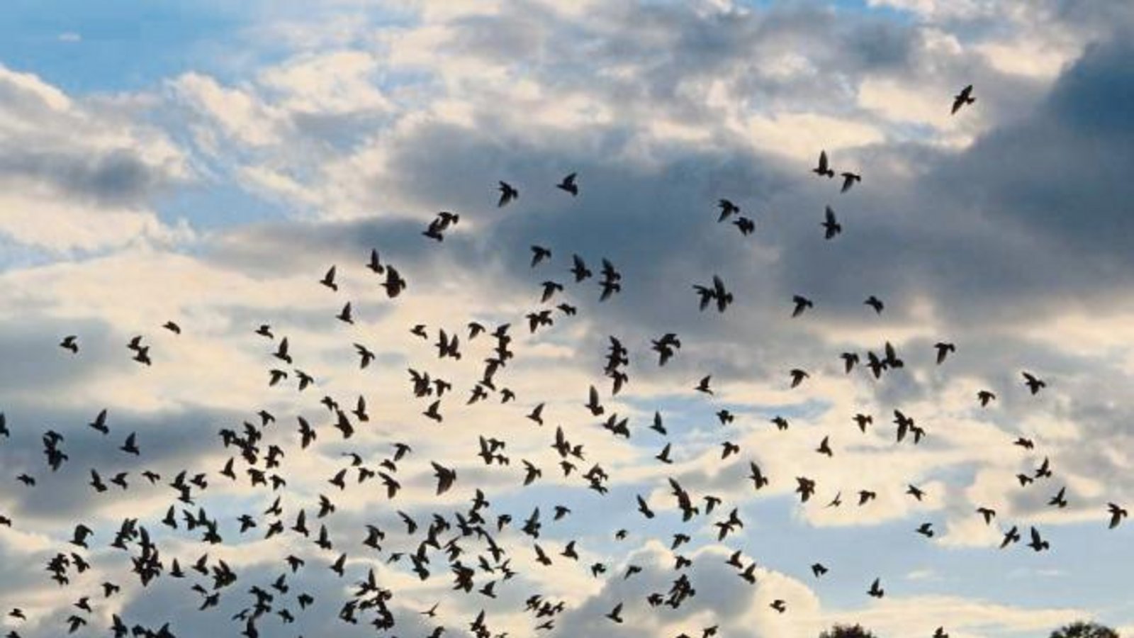 Aufgeschreckt. Vogelschwarm bei Horrheim.  Foto: Arning