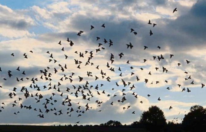 Aufgeschreckt. Vogelschwarm bei Horrheim.  Foto: Arning