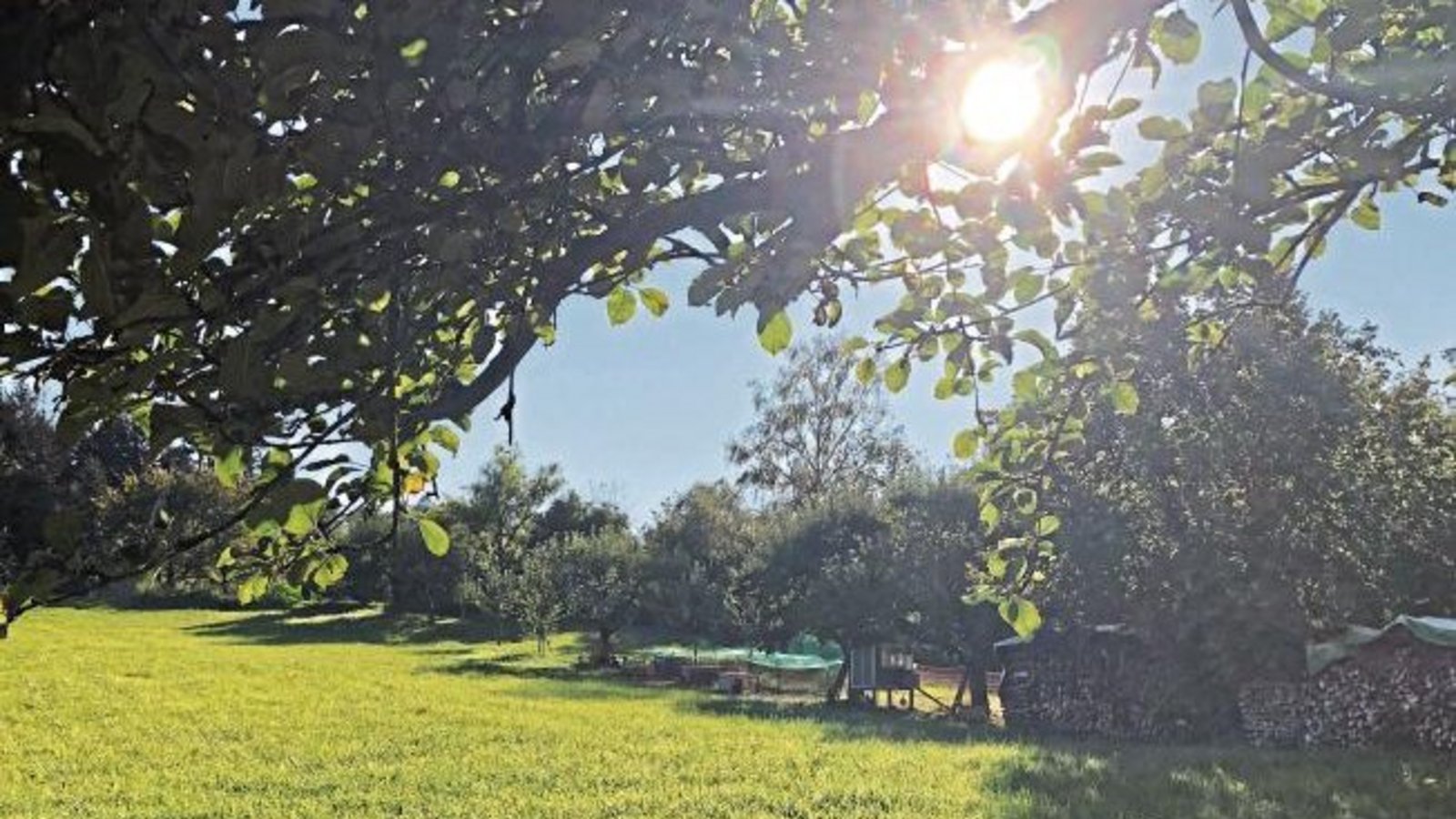 Den Spätsommer auf der Streuobstwiese bei Ensingen genießen. Foto: Hilgers