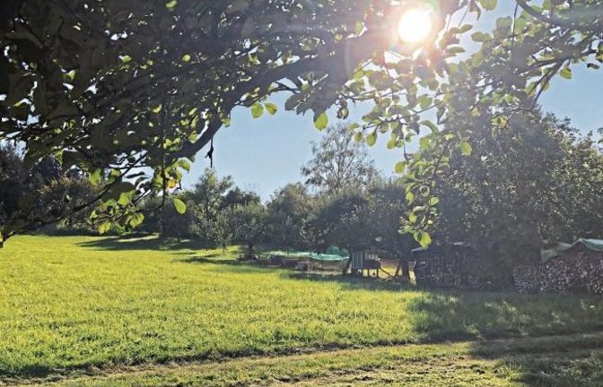 Den Spätsommer auf der Streuobstwiese bei Ensingen genießen. Foto: Hilgers