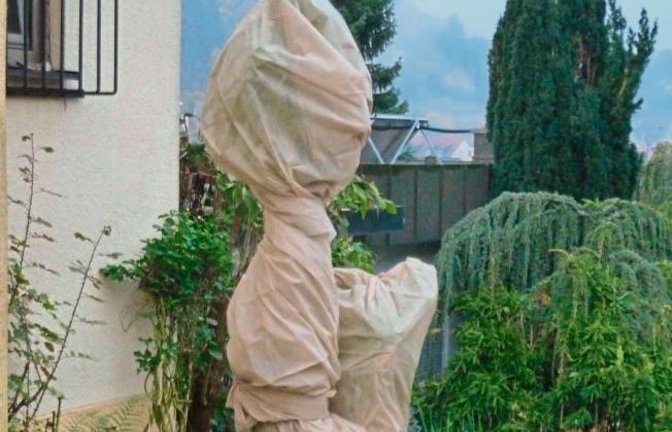 Elfter Elfter: schon verkleidet oder nur frostgeschützt? Gesehen in Aurich. Foto: sr