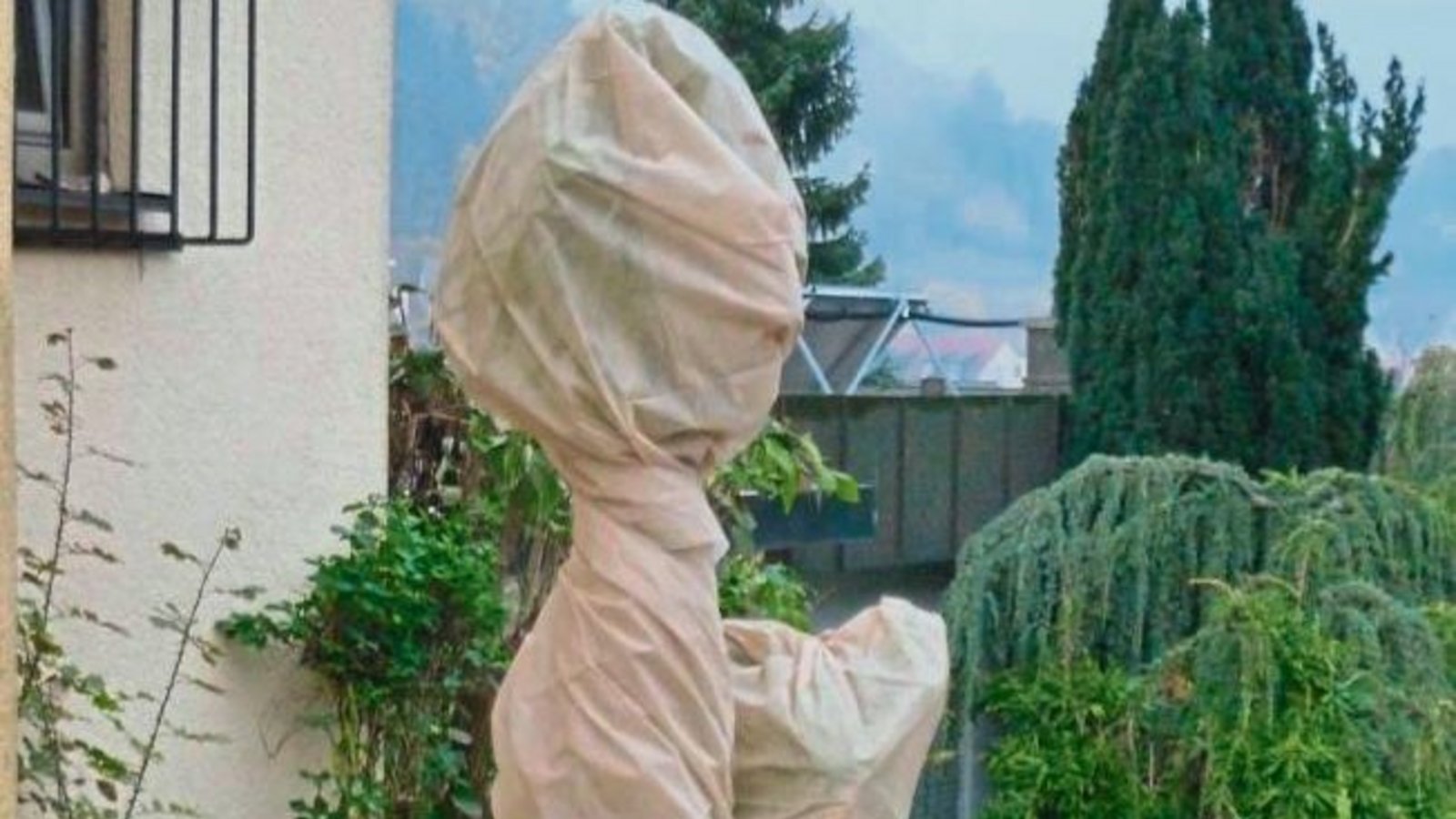 Elfter Elfter: schon verkleidet oder nur frostgeschützt? Gesehen in Aurich. Foto: sr