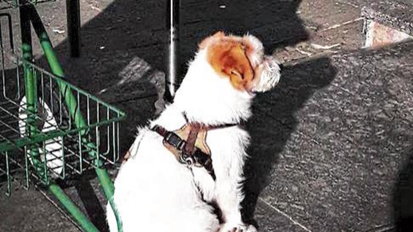 Treuer Hundeblick: Fanny wartet in der Wintersonne am Vaihinger Marktplatz brav auf ihr Frauchen. Foto: Rücker Treuer Hundeblick: Fanny wartet in der Wintersonne am Vaihinger Marktplatz brav auf ihr Frauchen. Foto: Rücker