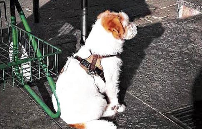 Treuer Hundeblick: Fanny wartet in der Wintersonne am Vaihinger Marktplatz brav auf ihr Frauchen. Foto: Rücker