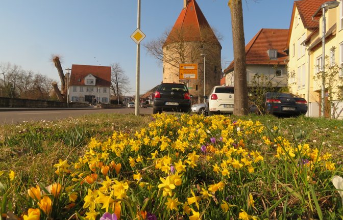 Blütenpracht in der Vaihinger Enzgasse. <span class='image-autor'>Foto: Arning</span>