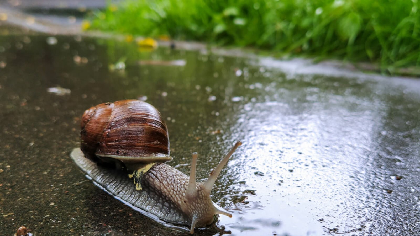 Sie lieben die Feuchtigkeit, aber warum genau kommen Schnecken nach dem Regen raus? Das sind die Gründe.Foto: Svetkins / Shutterstock.com
