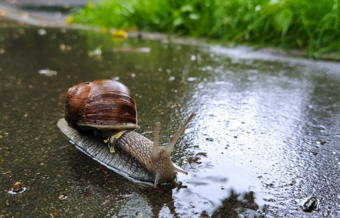 Sie lieben die Feuchtigkeit, aber warum genau kommen Schnecken nach dem Regen raus? Das sind die Gründe.<span class='image-autor'>Foto: Svetkins / Shutterstock.com</span>