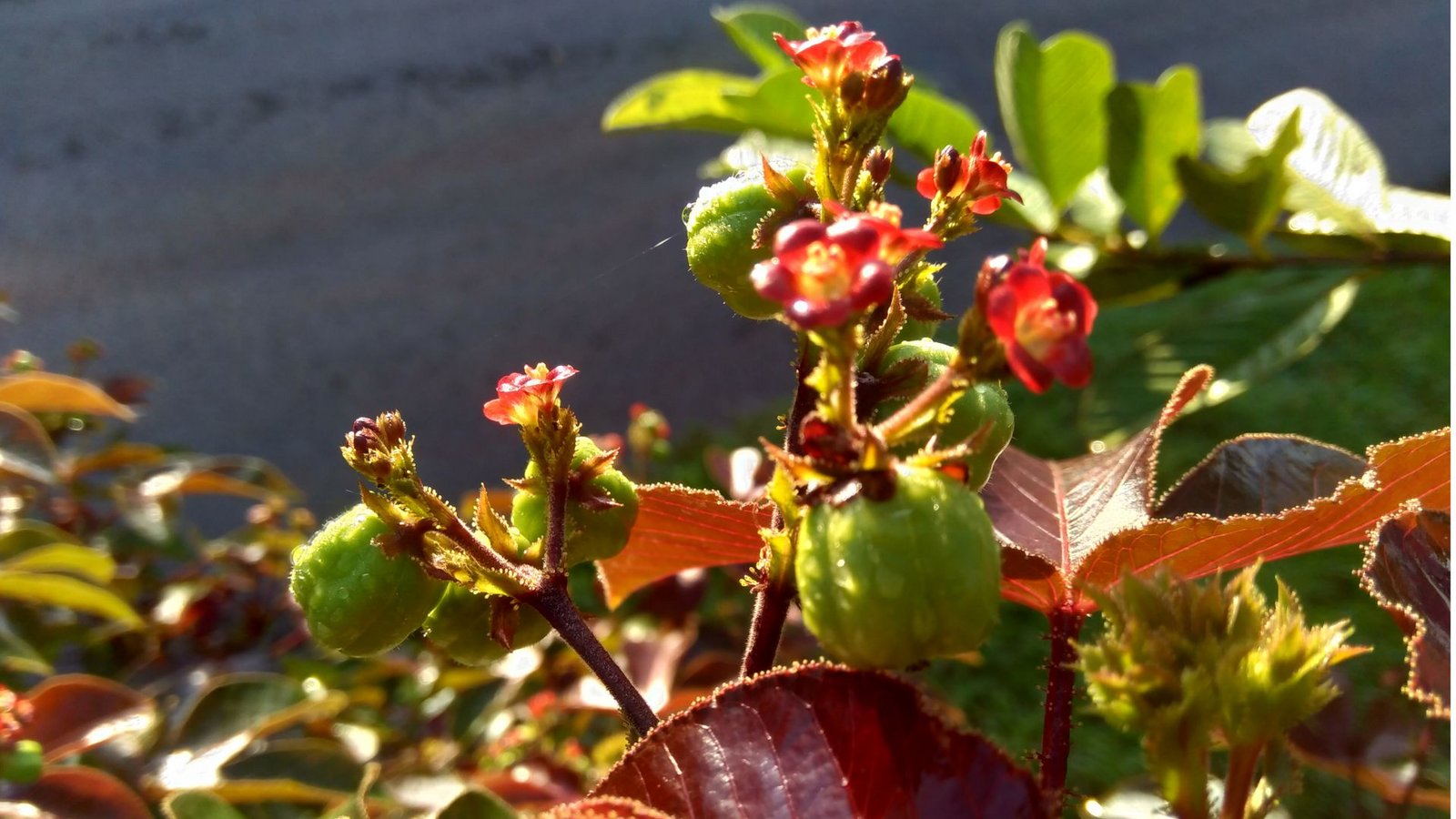 Wunderbaum, Rizinus (Ricinus communis L.): Er wird auch Christuspalme, Hundsbaum und Läusebaum genannt. Schon der Verzehr von zwei Samen ist für den Menschen absolut tödlich. Das im Baum enthaltene Gift führt zu einer Ricin-Vergiftung. Symptome sind Schleimhautreizungen, Schädigungen der Verdauungsorgane, Übelkeit und Erbrechen. Um nicht am Verzehr von Pflanzenteilen zu sterben, muss man sich sofort erbrechen, ein Gegengift ist nicht bekannt.Foto: Imago/Depositphotos Wunderbaum, Rizinus (Ricinus communis L.): Er wird auch Christuspalme, Hundsbaum und Läusebaum genannt. Schon der Verzehr von zwei Samen ist für den Menschen absolut tödlich. Das im Baum enthaltene Gift führt zu einer Ricin-Vergiftung. Symptome sind Schleimhautreizungen, Schädigungen der Verdauungsorgane, Übelkeit und Erbrechen. Um nicht am Verzehr von Pflanzenteilen zu sterben, muss man sich sofort erbrechen, ein Gegengift ist nicht bekannt.Foto: Imago/Depositphotos