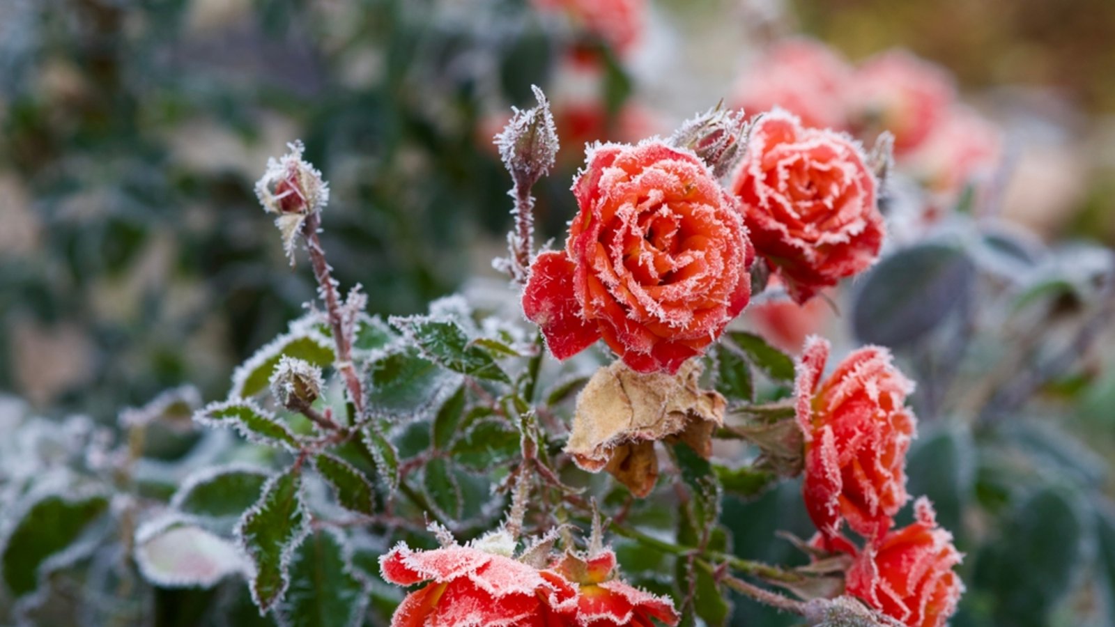 Wird es noch einmal Frost geben?Foto: Sofiia Pinchuk-Kovalevska / shutterstock.com Wird es noch einmal Frost geben?Foto: Sofiia Pinchuk-Kovalevska / shutterstock.com