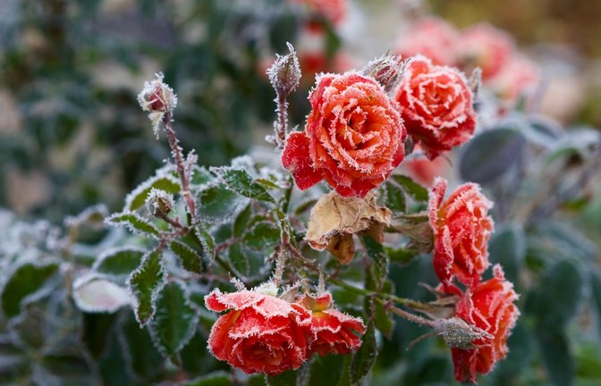 Wird es noch einmal Frost geben?<span class='image-autor'>Foto: Sofiia Pinchuk-Kovalevska / shutterstock.com</span>
