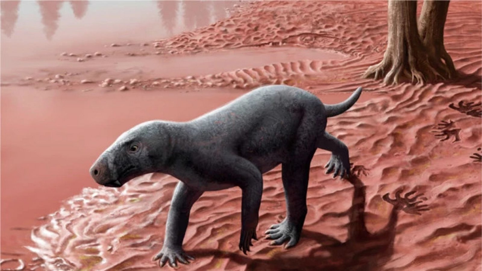 Das Aussehen der Gorgonopsier ähnelte dem eines Hundes, allerdings ohne Ohren und Fell, und sie waren oft die Spitzenräuber im Ökosystem.Foto: Henry Sutherland Sharpe Das Aussehen der Gorgonopsier ähnelte dem eines Hundes, allerdings ohne Ohren und Fell, und sie waren oft die Spitzenräuber im Ökosystem.Foto: Henry Sutherland Sharpe