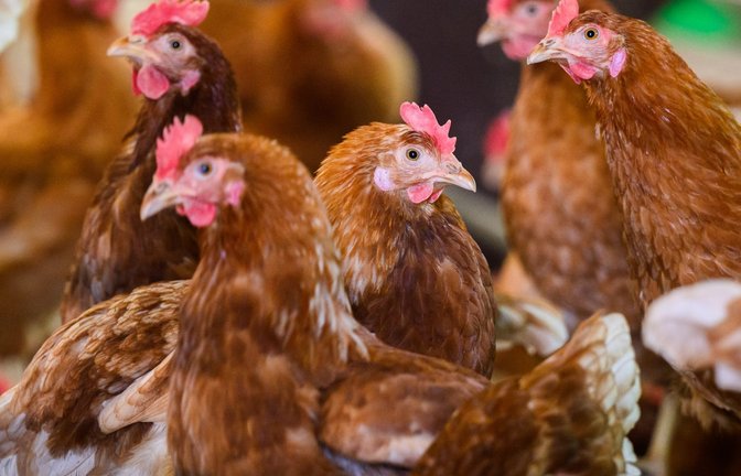 Ein mit dem Vogelgrippevirus H5N5 infizierter Mensch ist in den USA gestorben. (Symbolbild)<span class='image-autor'>Foto: Julian Stratenschulte/dpa</span>