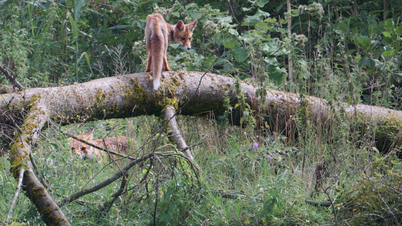 Das bekannte Kinderlied „Fuchs, du hast die Gans gestohlen“ kommt bei diesem Anblick wohl nicht nur Fotograf Werner Frey aus Ensingen in den Sinn. Eingefangen hat er Raubtier und Federvieh am Hohenhaslacher See.
