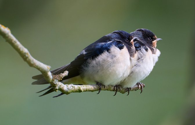 Diese Jungschwalben schauen etwas skeptisch in die Welt.  <span class='image-autor'>Foto: Frey</span>