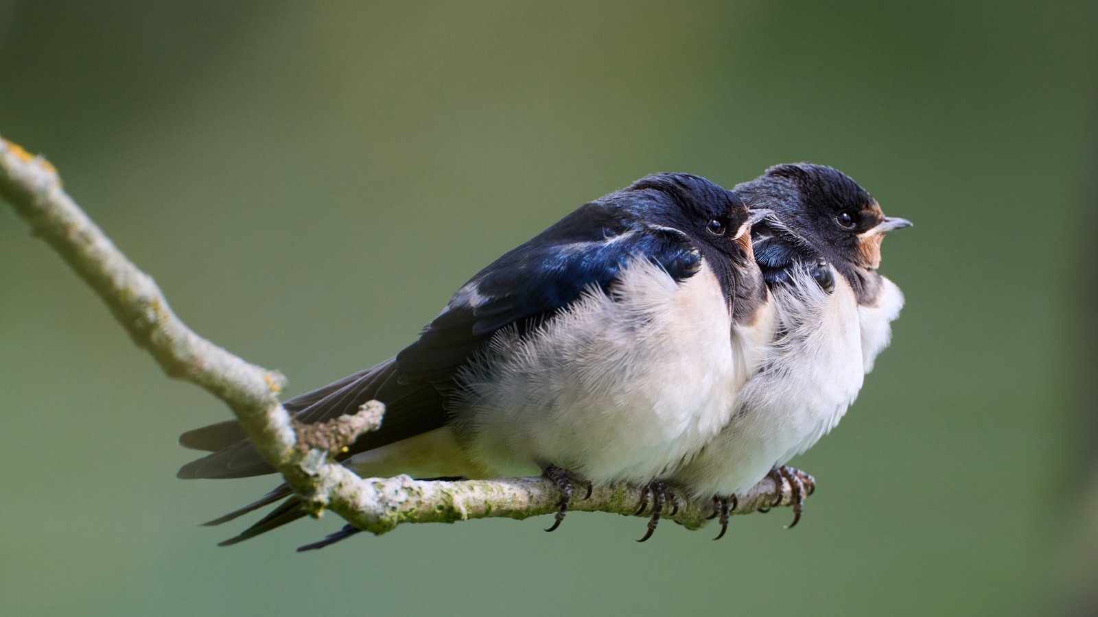 Diese Jungschwalben schauen etwas skeptisch in die Welt. Foto: Frey Diese Jungschwalben schauen etwas skeptisch in die Welt. Foto: Frey