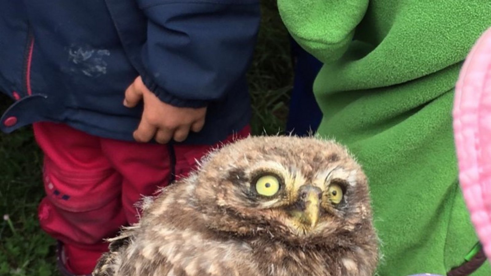 Die Kindergartenkinder der „kleinen Wölfe“ aus Ensingen wissen jetzt, wie junge Steinkäuze beringt werden. Ihre Kommentare: „Oh, sind die weich!“ „ Wir müssen gaaanz vorsichtig sein!“ Foto: p Die Kindergartenkinder der „kleinen Wölfe“ aus Ensingen wissen jetzt, wie junge Steinkäuze beringt werden. Ihre Kommentare: „Oh, sind die weich!“ „ Wir müssen gaaanz vorsichtig sein!“ Foto: p