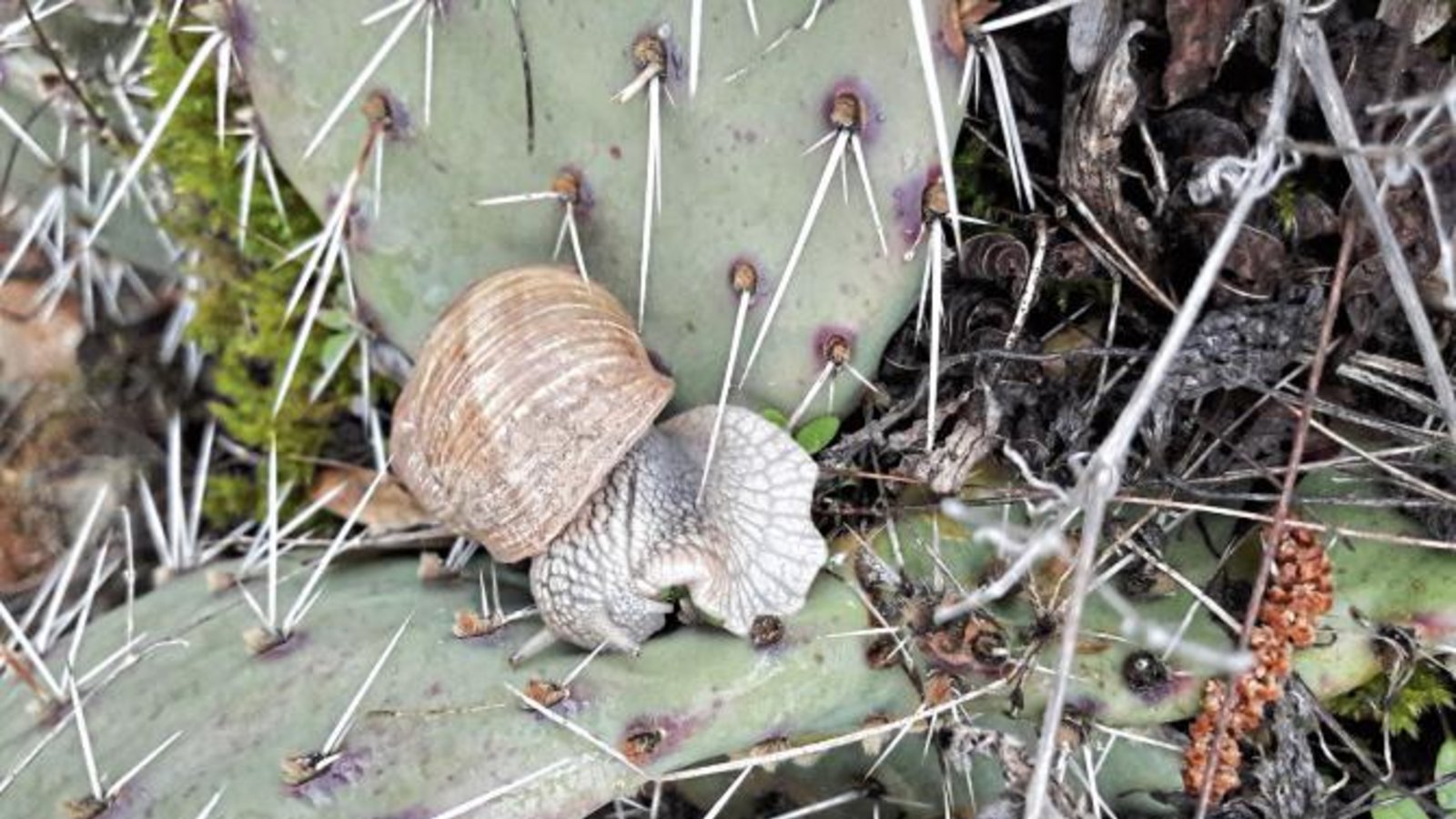Weinbergschnecke oder Fakir? Das Exemplar wurde jedenfalls aus der Opuntie in einem Auricher Garten geklaubt. Foto: Rücker Weinbergschnecke oder Fakir? Das Exemplar wurde jedenfalls aus der Opuntie in einem Auricher Garten geklaubt. Foto: Rücker