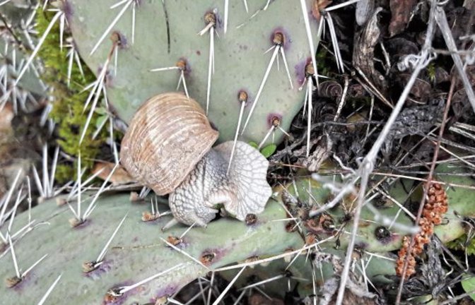 Weinbergschnecke oder Fakir? Das Exemplar wurde jedenfalls aus der Opuntie in einem Auricher Garten geklaubt.  Foto: Rücker
