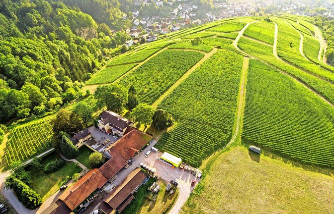 Beliebte Kulisse für den Film: das Weingut Nägelsförst bei Baden-Baden hat schon oft eine Rolle bei Dreharbeiten gespielt.<span class='image-autor'>Foto: Weingut Nägelsförst</span>