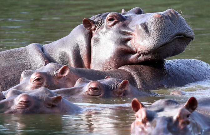 Mittlerweile leben rund 200 Flusspferde auf dem Anwesen des ehemaligen Drogenbosses Pablo Escobar.<span class='image-autor'>Foto: Fernando Vergara/AP/dpa/Fernando Vergara</span>