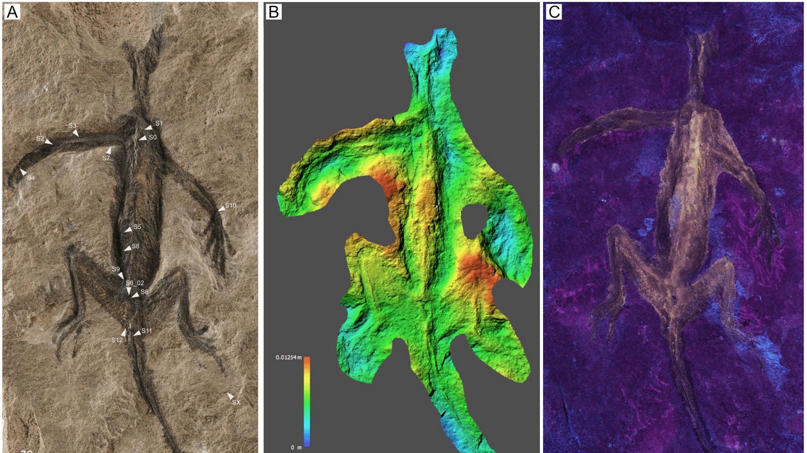 Wissenschaftler untersuchten das berühmte Alpenfossil mit modernen Analysemethoden.Foto: © Dr Valentina Rossi/Naturmuseum Südtirol