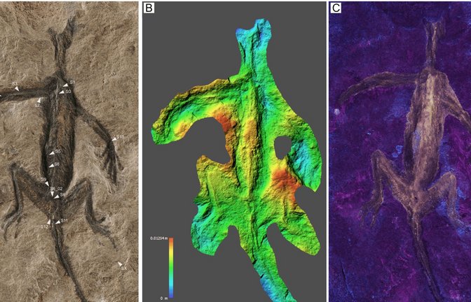 Wissenschaftler untersuchten das berühmte Alpenfossil mit modernen Analysemethoden.<span class='image-autor'>Foto: © Dr Valentina Rossi/Naturmuseum Südtirol</span>