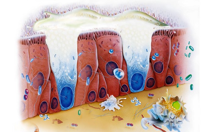 Für die Beschaffenheit des Mucus sind bestimmte Glykoproteine verantwortlich, die sogenannten Mucine. Im Zusammenspiel mit ihrer jeweiligen Umgebung bestimmten sie, ob der Schleim dünnflüssig wie in der Lunge oder zäher wie im Magen ist.<span class='image-autor'>Foto: Imago/BSIP</span>