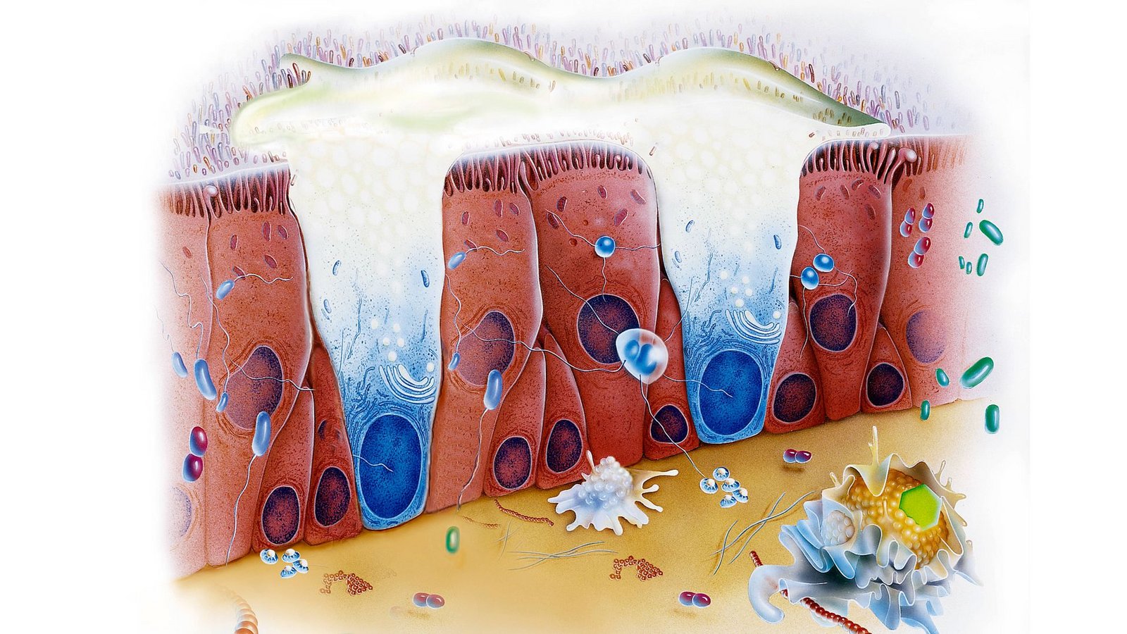 Für die Beschaffenheit des Mucus sind bestimmte Glykoproteine verantwortlich, die sogenannten Mucine. Im Zusammenspiel mit ihrer jeweiligen Umgebung bestimmten sie, ob der Schleim dünnflüssig wie in der Lunge oder zäher wie im Magen ist.Foto: Imago/BSIP