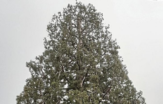Ochsenbacher Mammutbaum: In einem Meter Höhe den Stammumfang von 10,4 Meter. Foto: mig