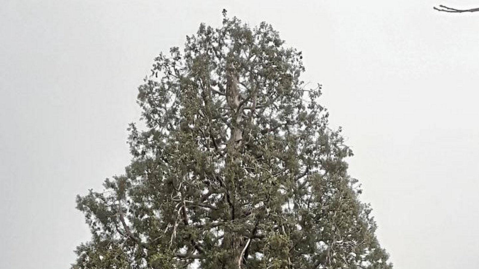 Ochsenbacher Mammutbaum: In einem Meter Höhe den Stammumfang von 10,4 Meter. Foto: mig Ochsenbacher Mammutbaum: In einem Meter Höhe den Stammumfang von 10,4 Meter. Foto: mig