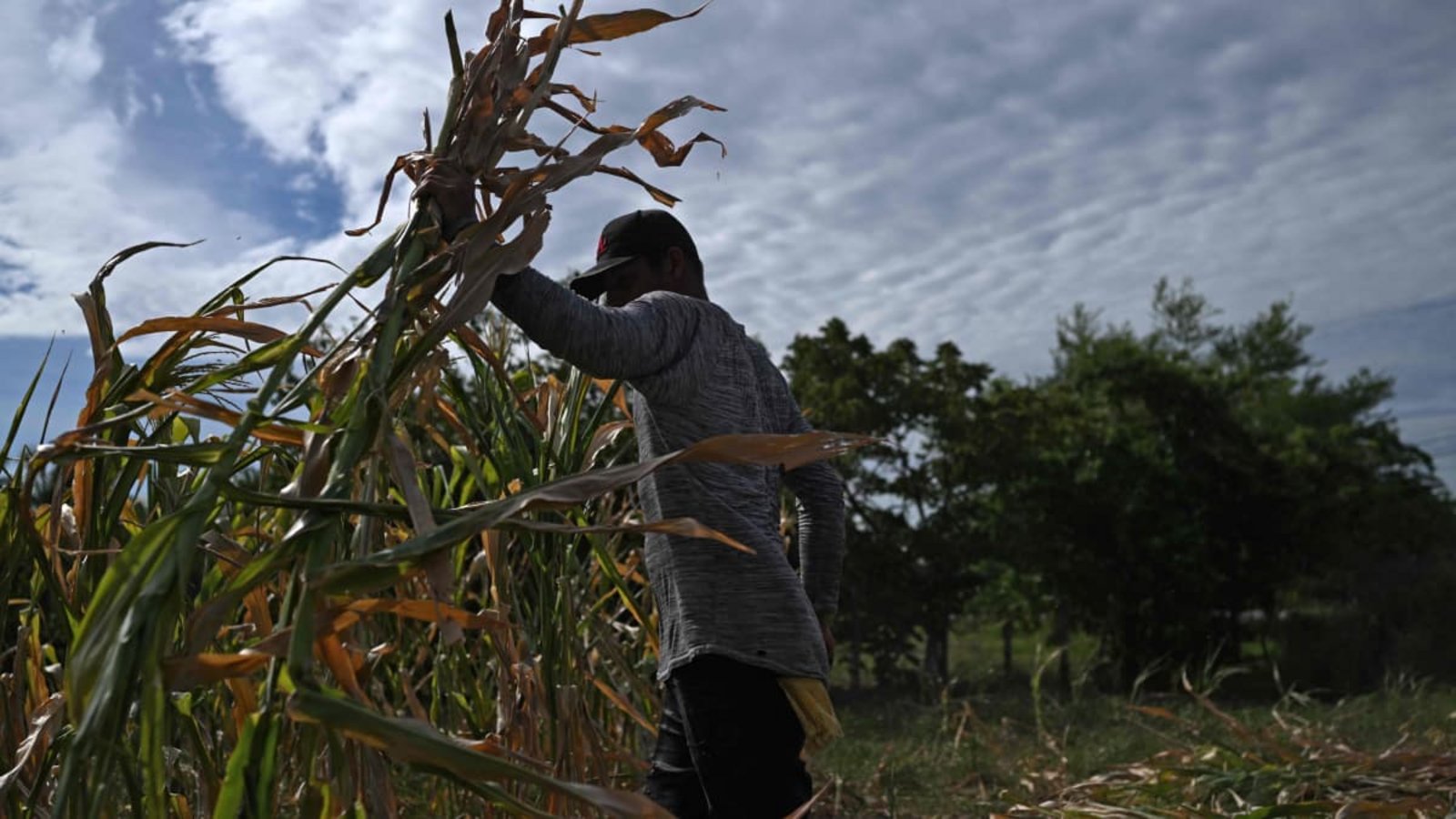 Der gegenwärtige El Niño könnte das weltweit heißeste Jahr seit Beginn der Aufzeichnungen verursachen.MARVIN RECINOS/afp Der gegenwärtige El Niño könnte das weltweit heißeste Jahr seit Beginn der Aufzeichnungen verursachen.MARVIN RECINOS/afp