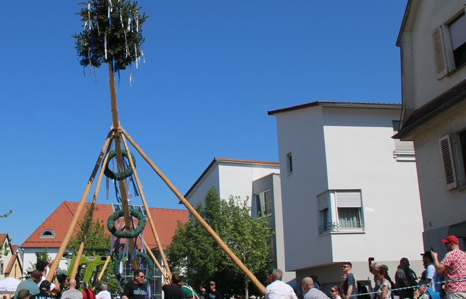Mit viel Muskelkraft werden am Freitag vielerorts die Maibäume aufgestellt, wie hier in Sersheim. Dazu gibt’s meist ein Fest. Archivfoto: VKZ/Mross