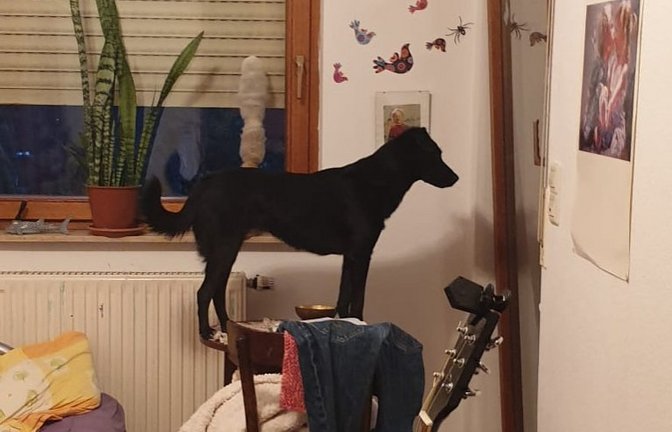 Wie sich neulich im Haushalt der VKZ-Redakteurin herausstellte, handelt es sich bei der Hündin des erwachsenen Sohnes doch ganz offensichtlich um eine Bergziege. Stellt sich ganz nebenbei die Frage: Muss für dieses Tier weiterhin Hundesteuer gezahlt werden? Jedenfalls sind wir nun neugierig, als was sich Ihr Hund, liebe Leserinnen und Leser, schon entpuppt hat. Schlammspringer, Flughund, Vielfraß, Wasserratte? Um nur einige zu nennen. Schicken Sie uns gerne ein Beweisfoto und ein paar Zeilen, Namen und Wohnort nicht vergessen, eventuell eine Telefonnummer für etwaige Rückfragen. Wir sind gespannt. Einsendungen bis einschließlich 5. November per E-Mail an s.ruecker@vkz.de. p