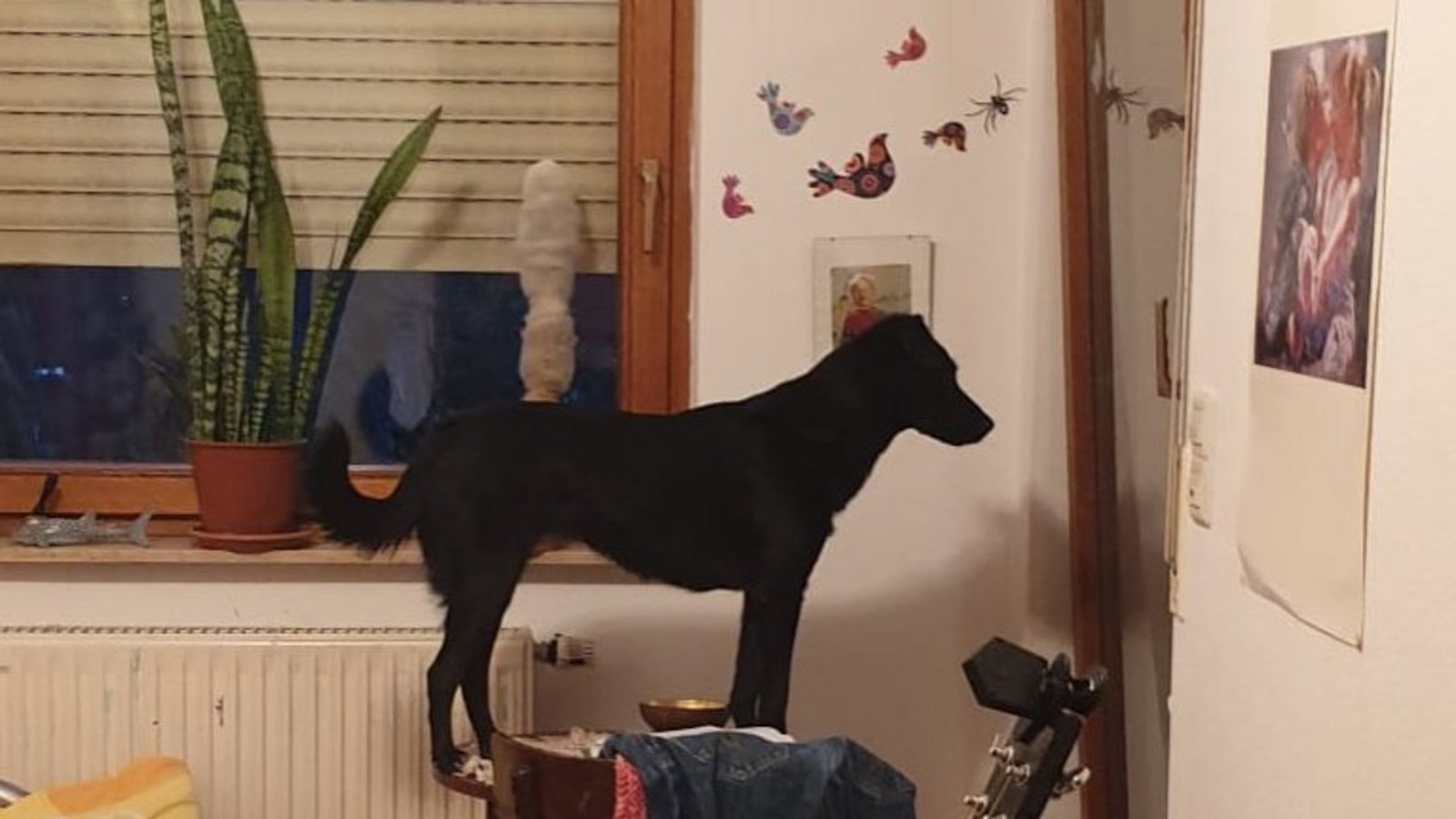 Wie sich neulich im Haushalt der VKZ-Redakteurin herausstellte, handelt es sich bei der Hündin des erwachsenen Sohnes doch ganz offensichtlich um eine Bergziege. Stellt sich ganz nebenbei die Frage: Muss für dieses Tier weiterhin Hundesteuer gezahlt werden? Jedenfalls sind wir nun neugierig, als was sich Ihr Hund, liebe Leserinnen und Leser, schon entpuppt hat. Schlammspringer, Flughund, Vielfraß, Wasserratte? Um nur einige zu nennen. Schicken Sie uns gerne ein Beweisfoto und ein paar Zeilen, Namen und Wohnort nicht vergessen, eventuell eine Telefonnummer für etwaige Rückfragen. Wir sind gespannt. Einsendungen bis einschließlich 5. November per E-Mail an s.ruecker@vkz.de. p