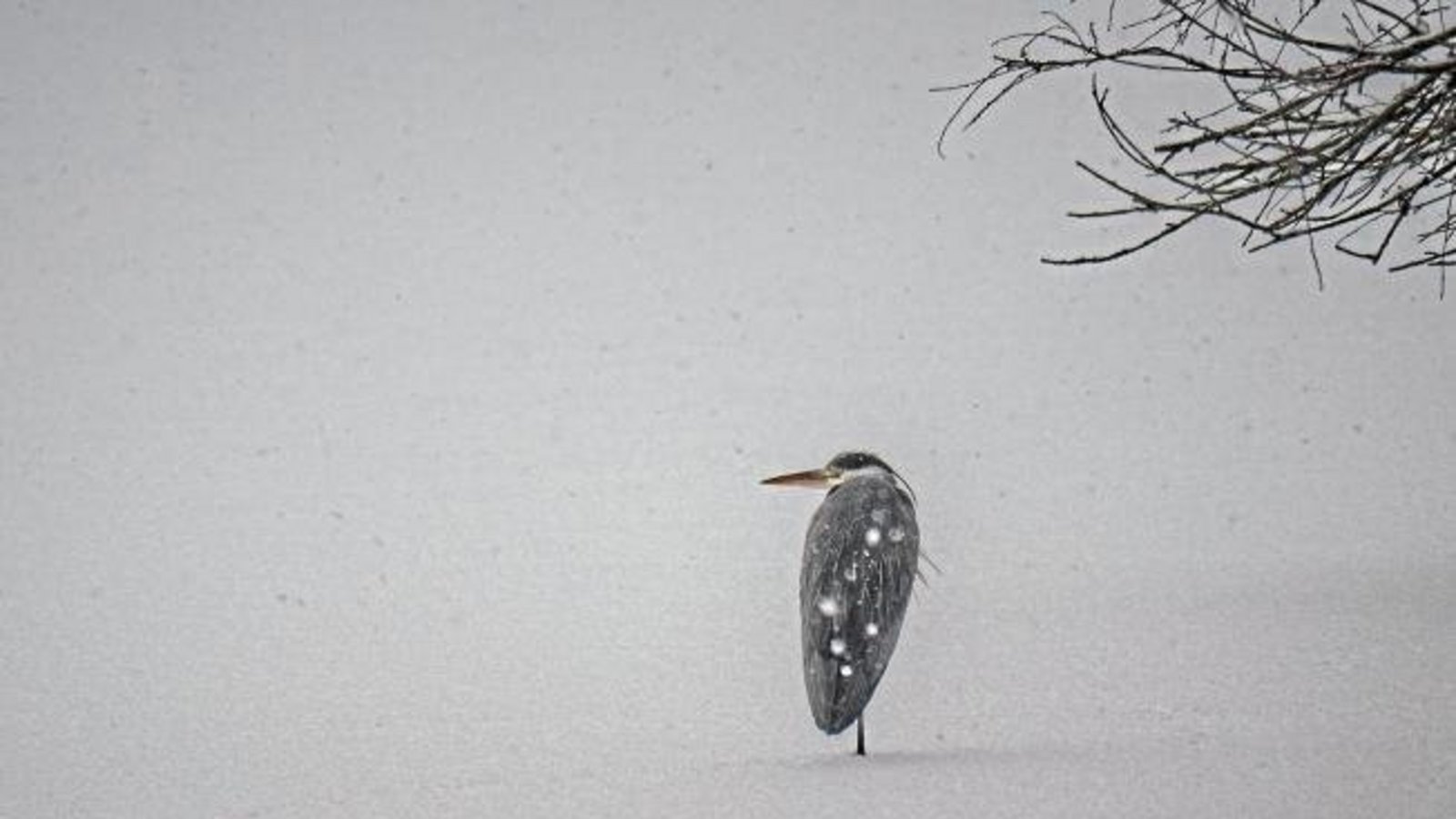 Ob auch ein Graureiher sich manchmal in den sonnigen Süden wünscht?  Foto: Mede