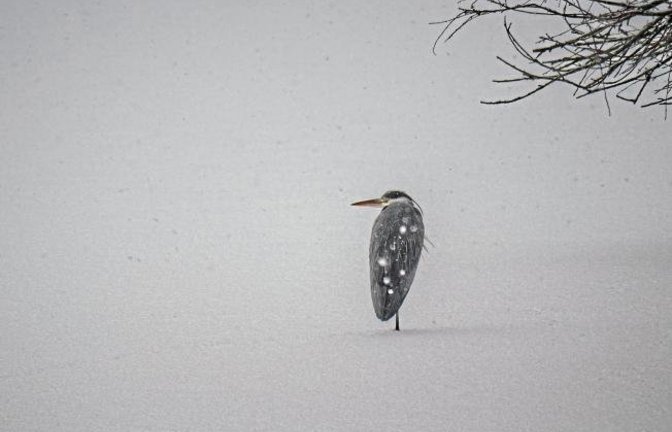 Ob auch ein Graureiher sich manchmal in den sonnigen Süden wünscht?  Foto: Mede