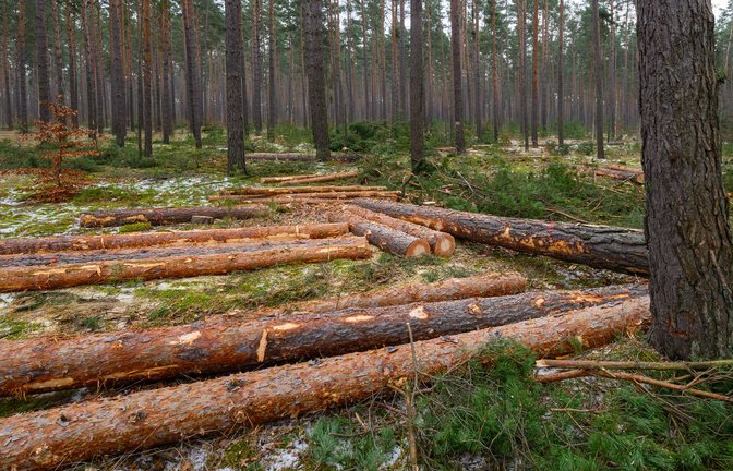 Der Großteil des eingeschlagenen Holzes findet Verwendung in der Säge- und Furnierindustrie, etwa als Paletten- oder Parkettholz. (Archivbild)<span class='image-autor'>Foto: Patrick Pleul/dpa</span>