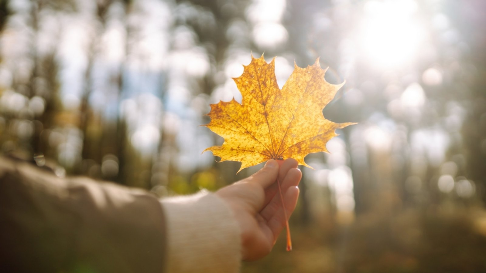 Kommt der goldene Oktober noch?Foto: maxbelchenko / shutterstock.com Kommt der goldene Oktober noch?Foto: maxbelchenko / shutterstock.com