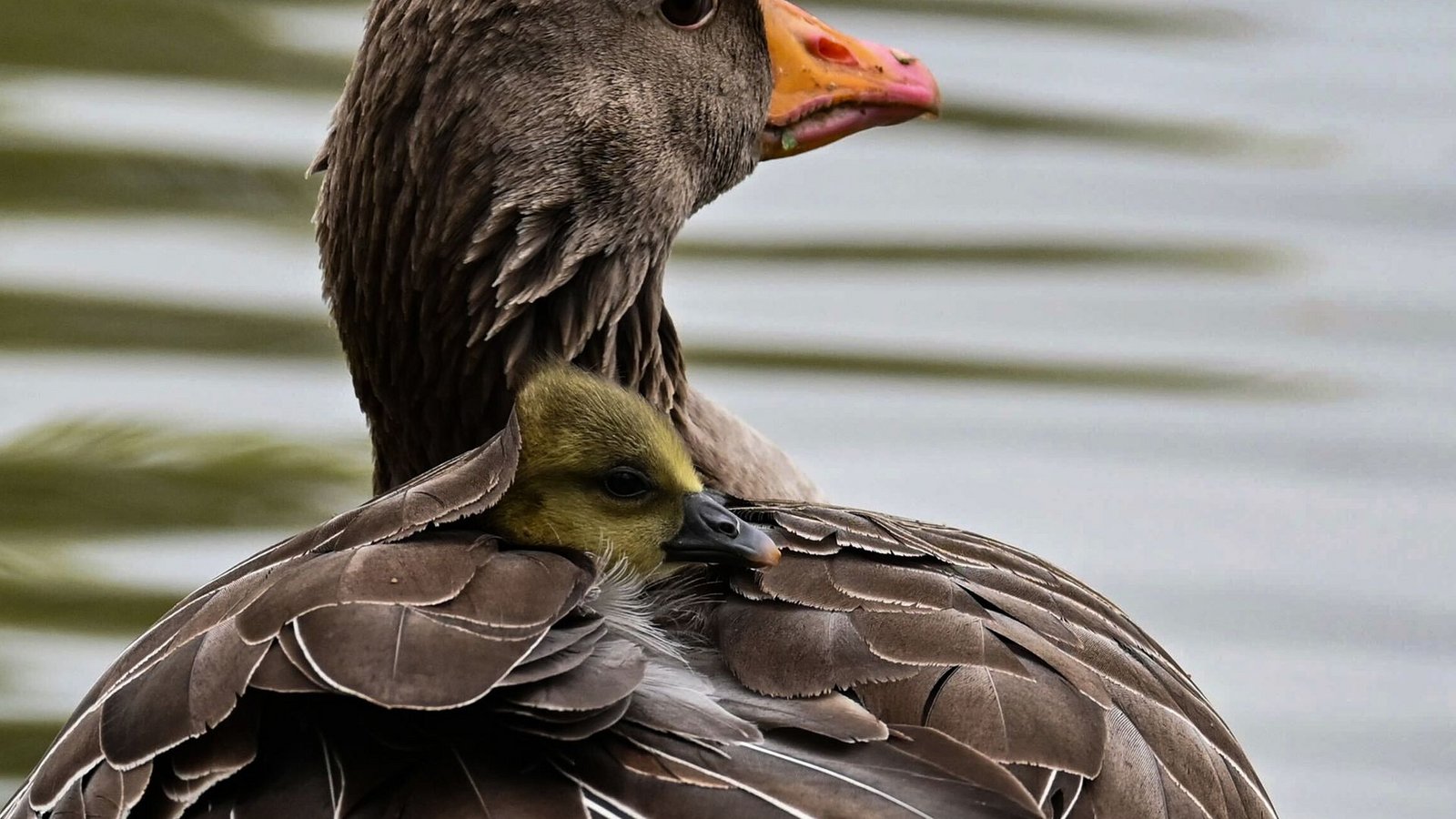 Das Küken einer Graugans wärmt sich im Gefieder seiner Mutter in München.Foto: Katrin Requadt/dpa