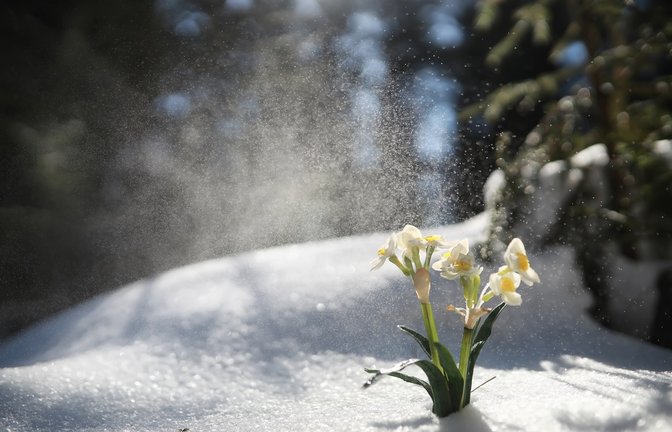 Schnee statt Frühling: Das bringen die Eisheiligen 2026.<span class='image-autor'>Foto: alexkich/ Shutterstock</span>