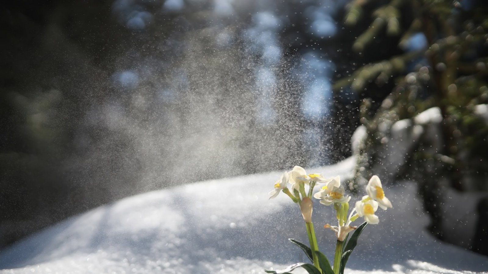 Schnee statt Frühling: Das bringen die Eisheiligen 2026.Foto: alexkich/ Shutterstock Schnee statt Frühling: Das bringen die Eisheiligen 2026.Foto: alexkich/ Shutterstock
