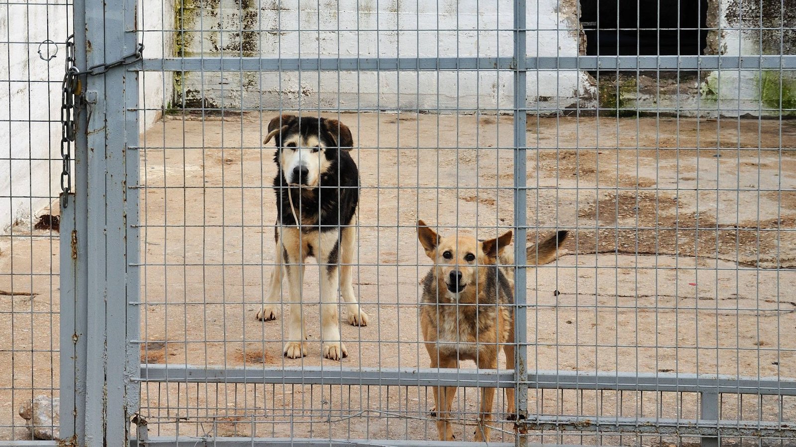 Die Tiere sollen nicht artgerecht gehalten worden sein. (Symbolbild)Foto: imago/D/imitris Kolyris