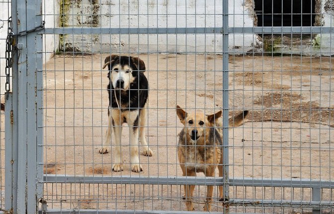 Die Tiere sollen nicht artgerecht gehalten worden sein. (Symbolbild)<span class='image-autor'>Foto: imago/D/imitris Kolyris</span>