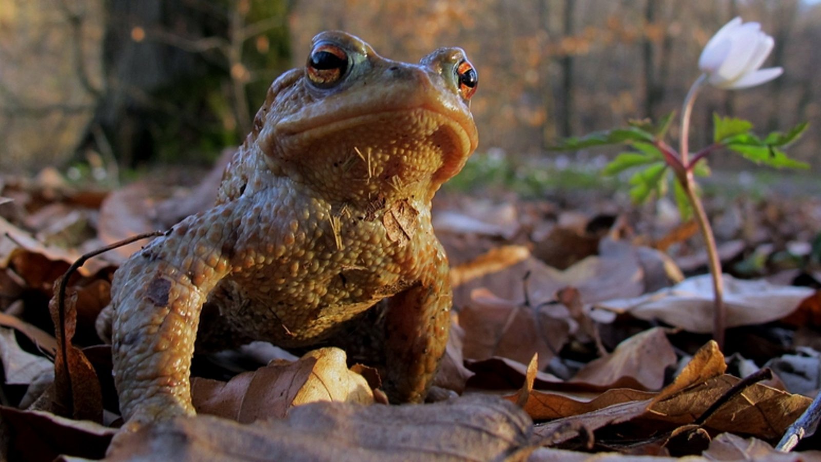 Amphibien – hier eine Erdkröte – haben es nicht leicht. Besonders ein Mangel an Laichgewässern wirkt sich negativ aus. Foto: Archiv/Thalhäuser Amphibien – hier eine Erdkröte – haben es nicht leicht. Besonders ein Mangel an Laichgewässern wirkt sich negativ aus. Foto: Archiv/Thalhäuser