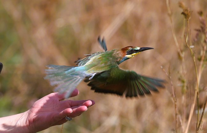 Der Bienenfresser fliegt davon, ein Artgenosse gesellt sich alsbald zu ihrm.  Fotos Küppers (3)