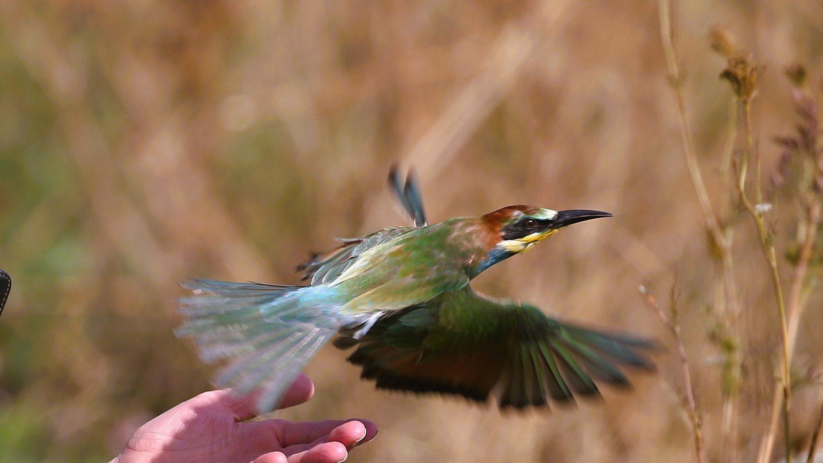 Der Bienenfresser fliegt davon, ein Artgenosse gesellt sich alsbald zu ihrm. Fotos Küppers (3) Der Bienenfresser fliegt davon, ein Artgenosse gesellt sich alsbald zu ihrm. Fotos Küppers (3)