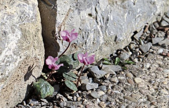 Mauerblümchen! Gedeihen in der Vaihinger Goethestraße. Foto: Rieger
