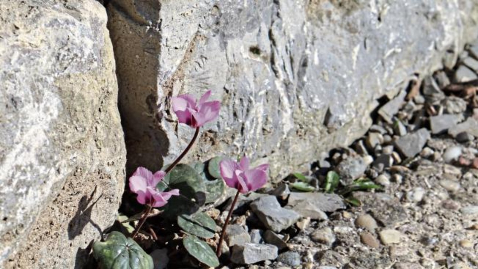 Mauerblümchen! Gedeihen in der Vaihinger Goethestraße. Foto: Rieger